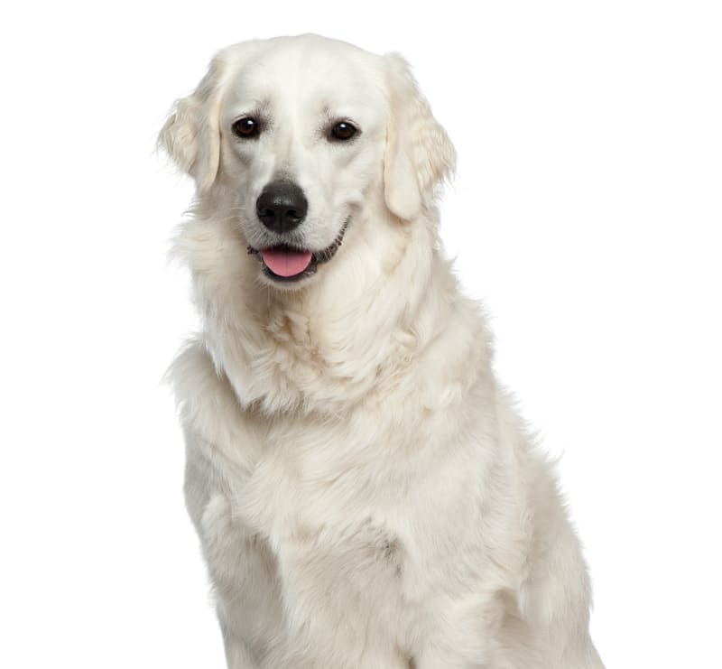 Canine Basic 88-132 lbs, A-Animal Clinic & Boarding Kennel