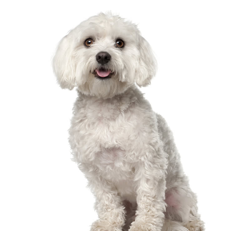 Canine Basic 0-22 lbs, A-Animal Clinic & Boarding Kennel