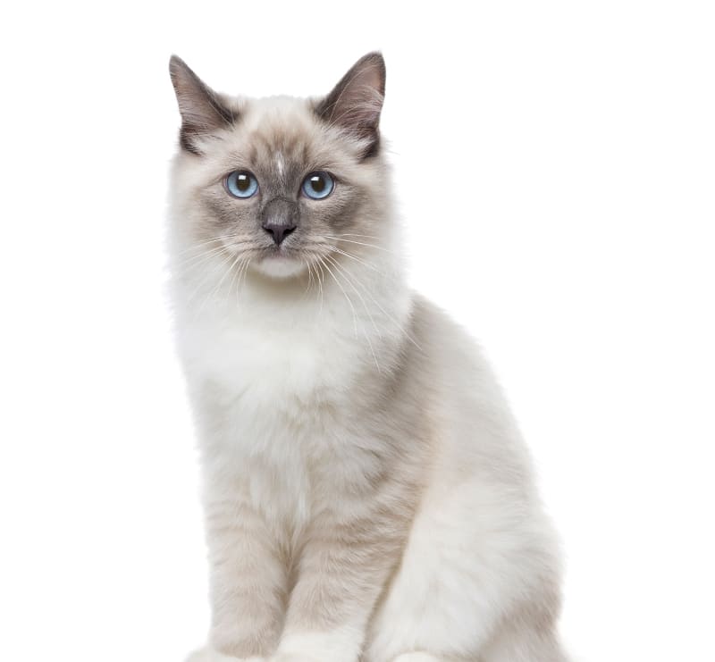 Feline Basic, A-Animal Clinic & Boarding Kennel