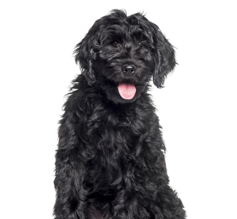 Canine Basic 22-88 lbs, A-Animal Clinic & Boarding Kennel